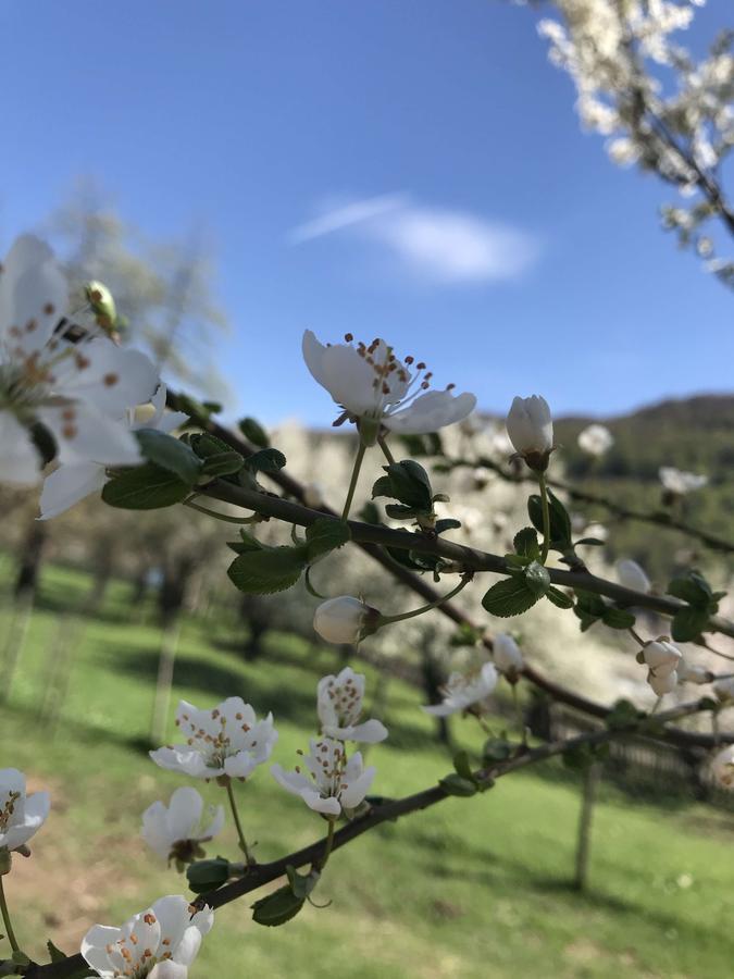 Peraj Guesthouse Vermosh Dış mekan fotoğraf